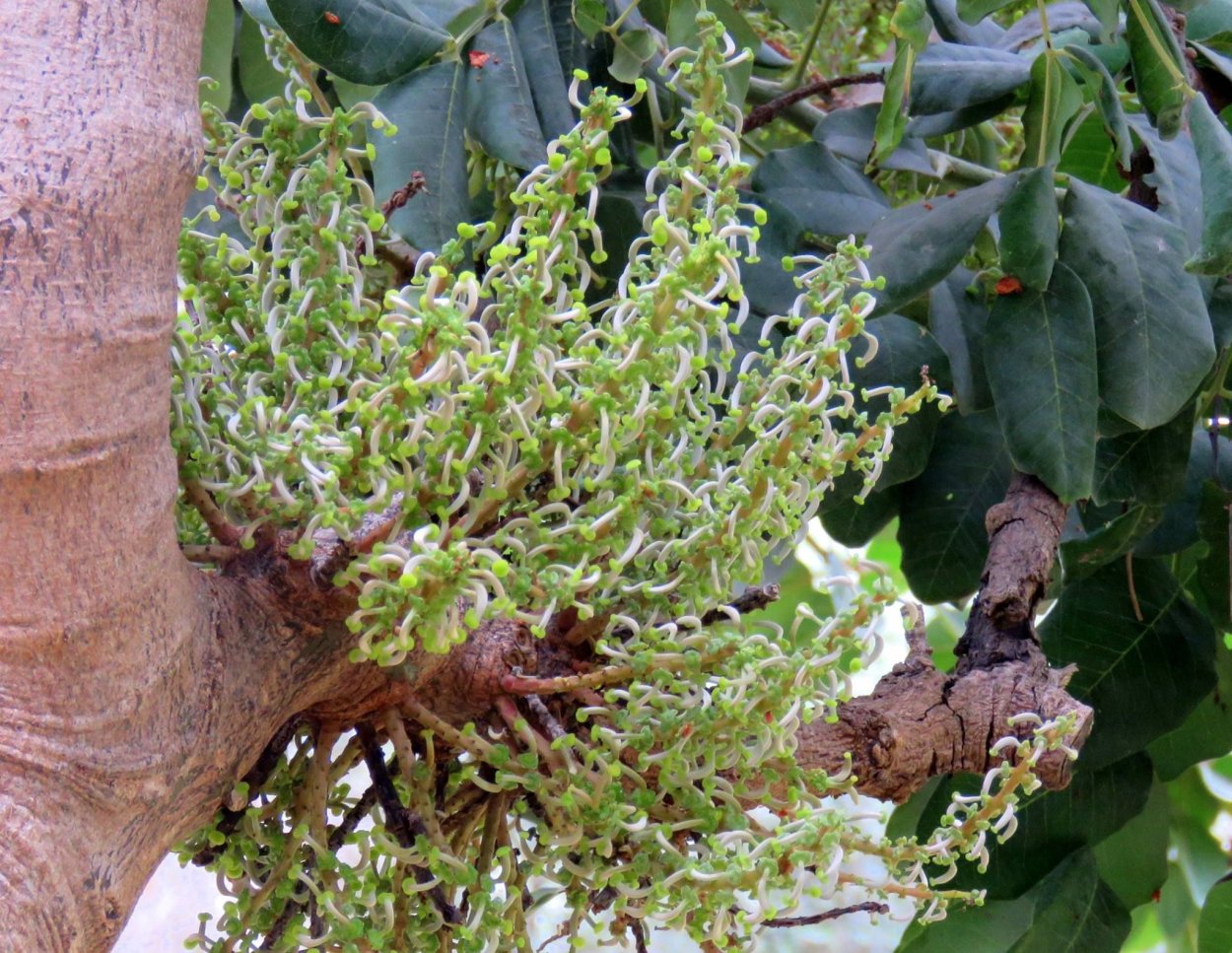 Карат семена рожкового дерева