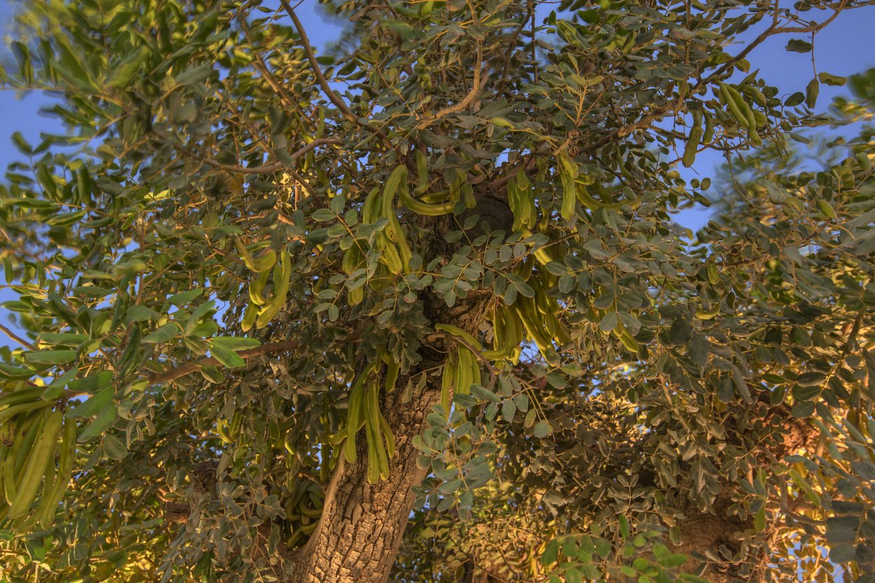 Цератония рожковое дерево
