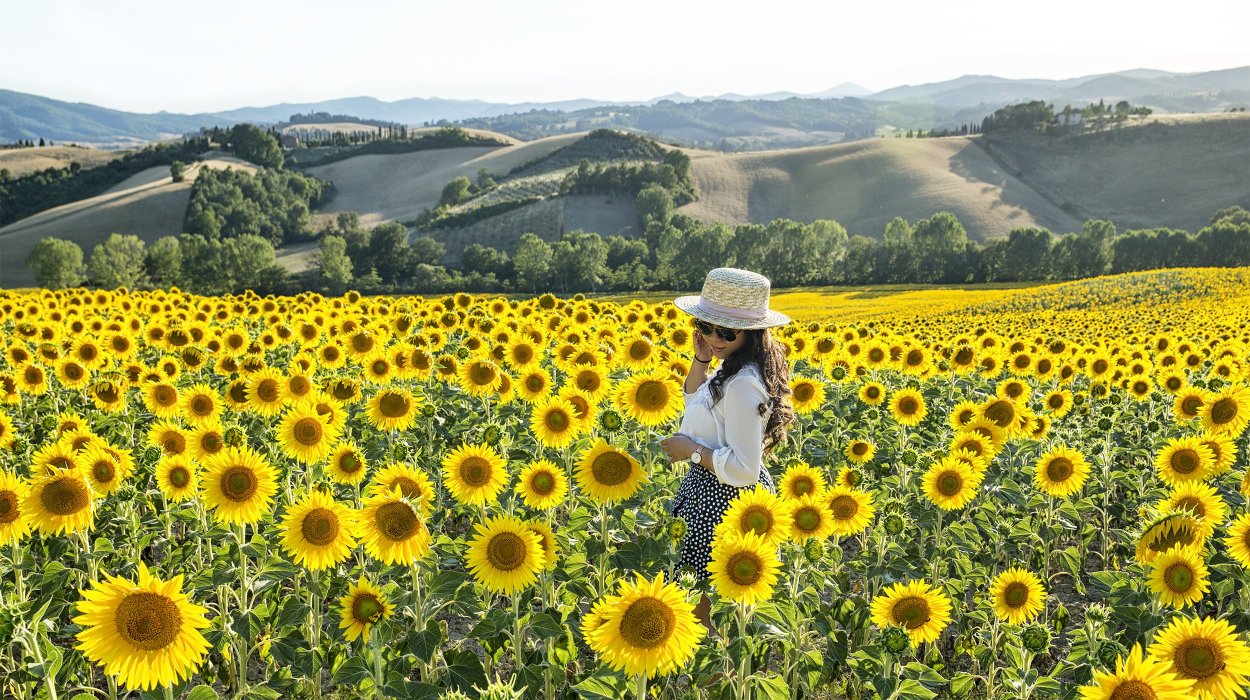 Подсолнух на земле
