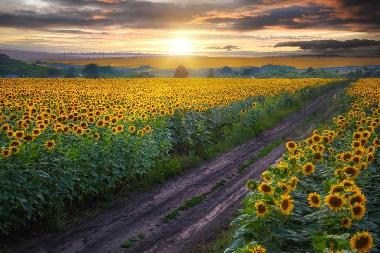 Подсолнухи в Грузии