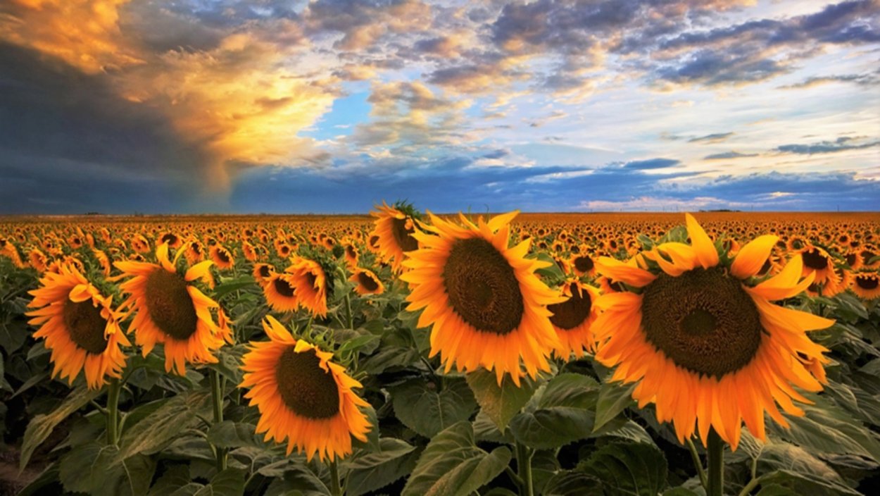 Подсолнухи Эстетика