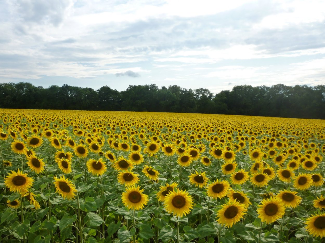Букет подсолнухов