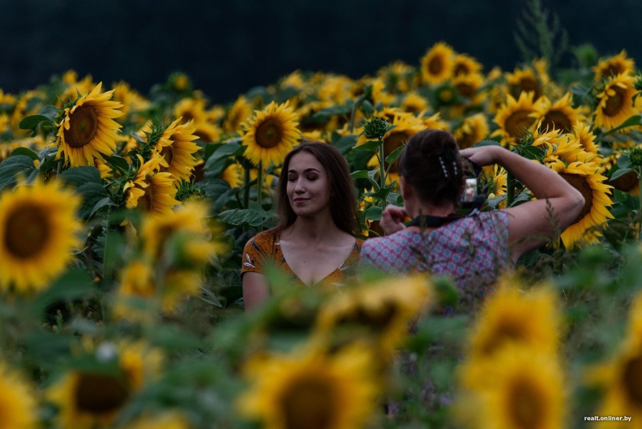 Фотосессия в подсолнухах