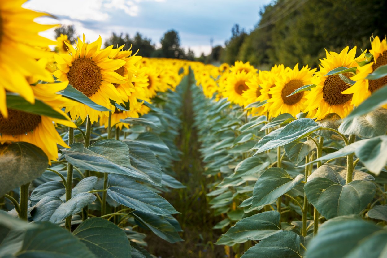 Спина подсолнухов