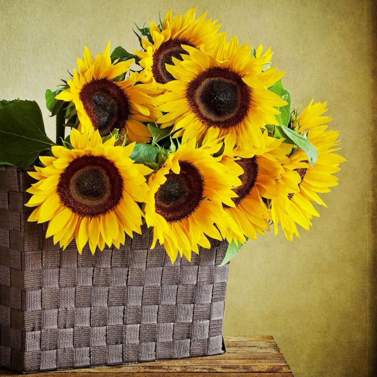 Подсолнухи Эстетика