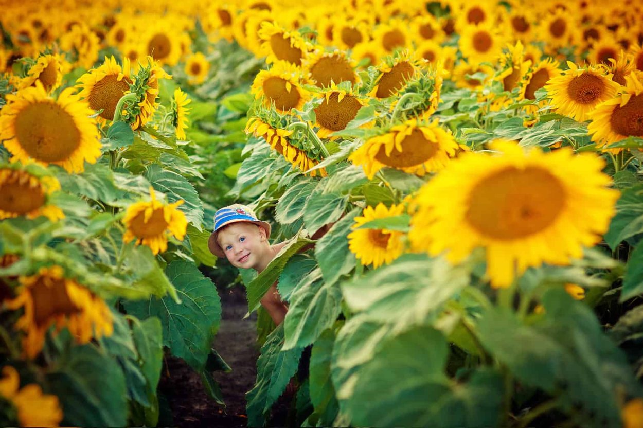 Пары в подсолнухах