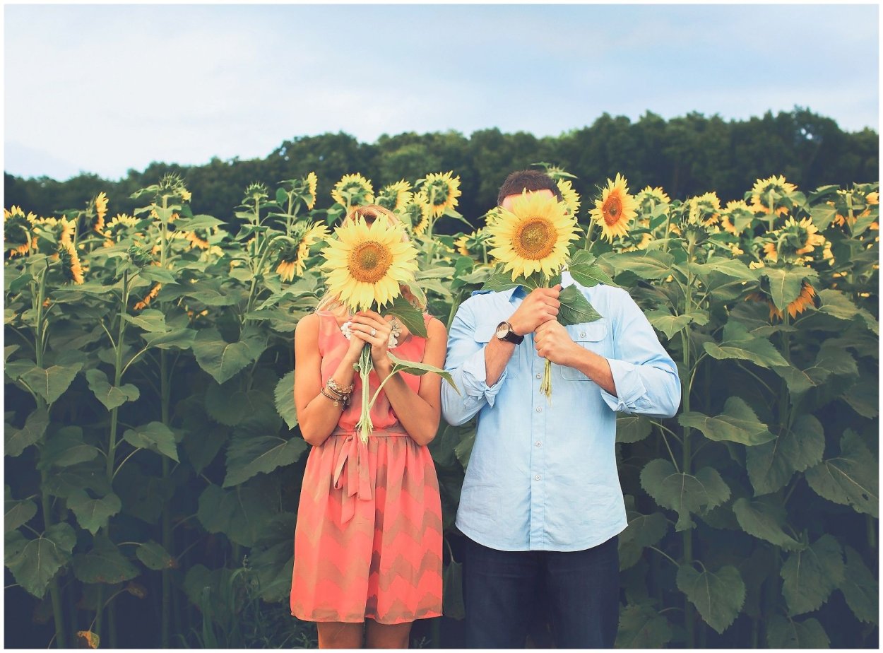 Поле с подсолнухами