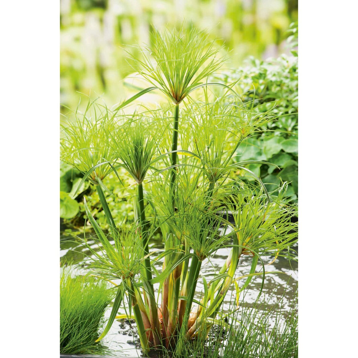 Циперус Cyperus Papyrus Nofretete