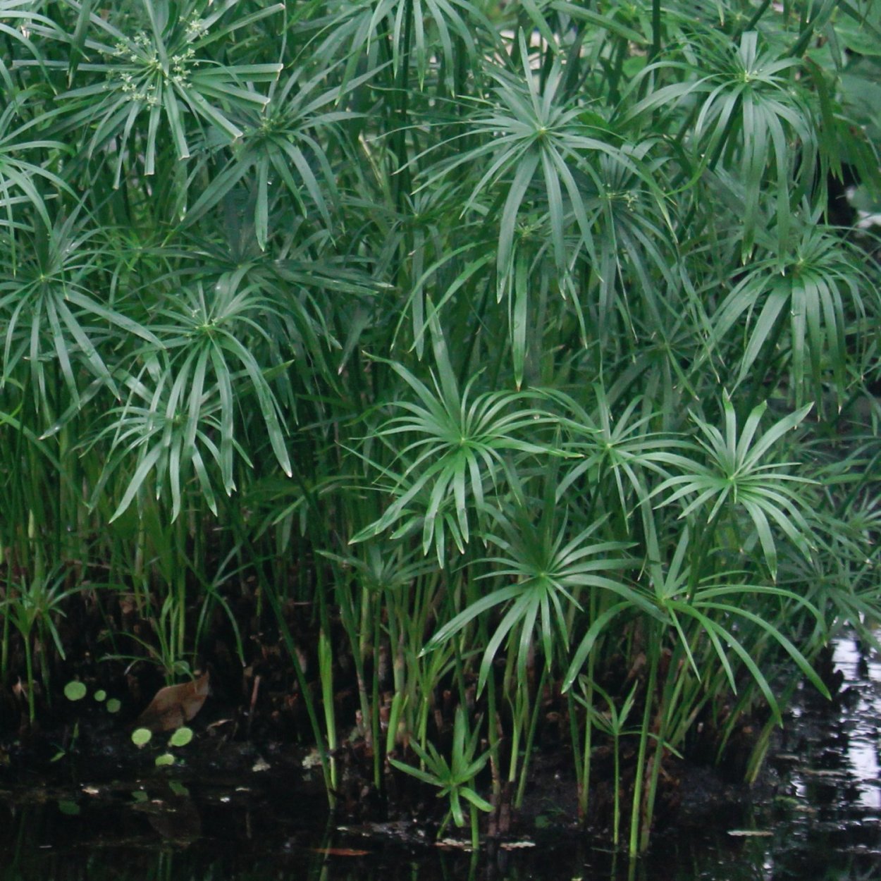 Циперус фараон