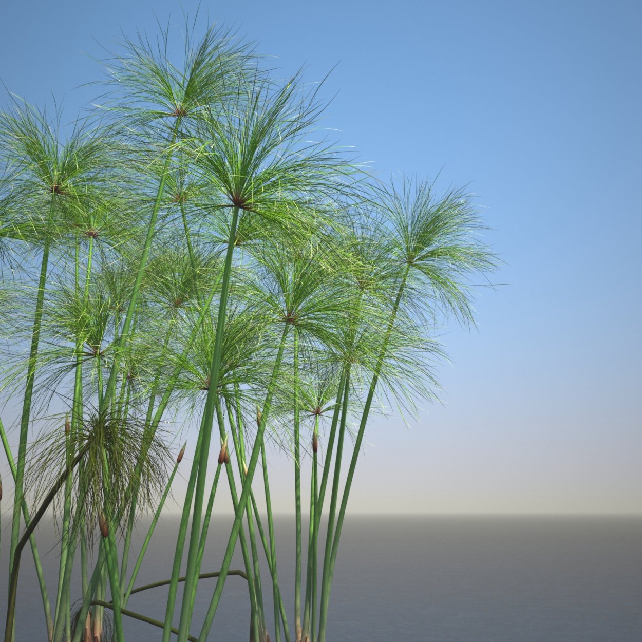 Циперус (Папирус, сыть)