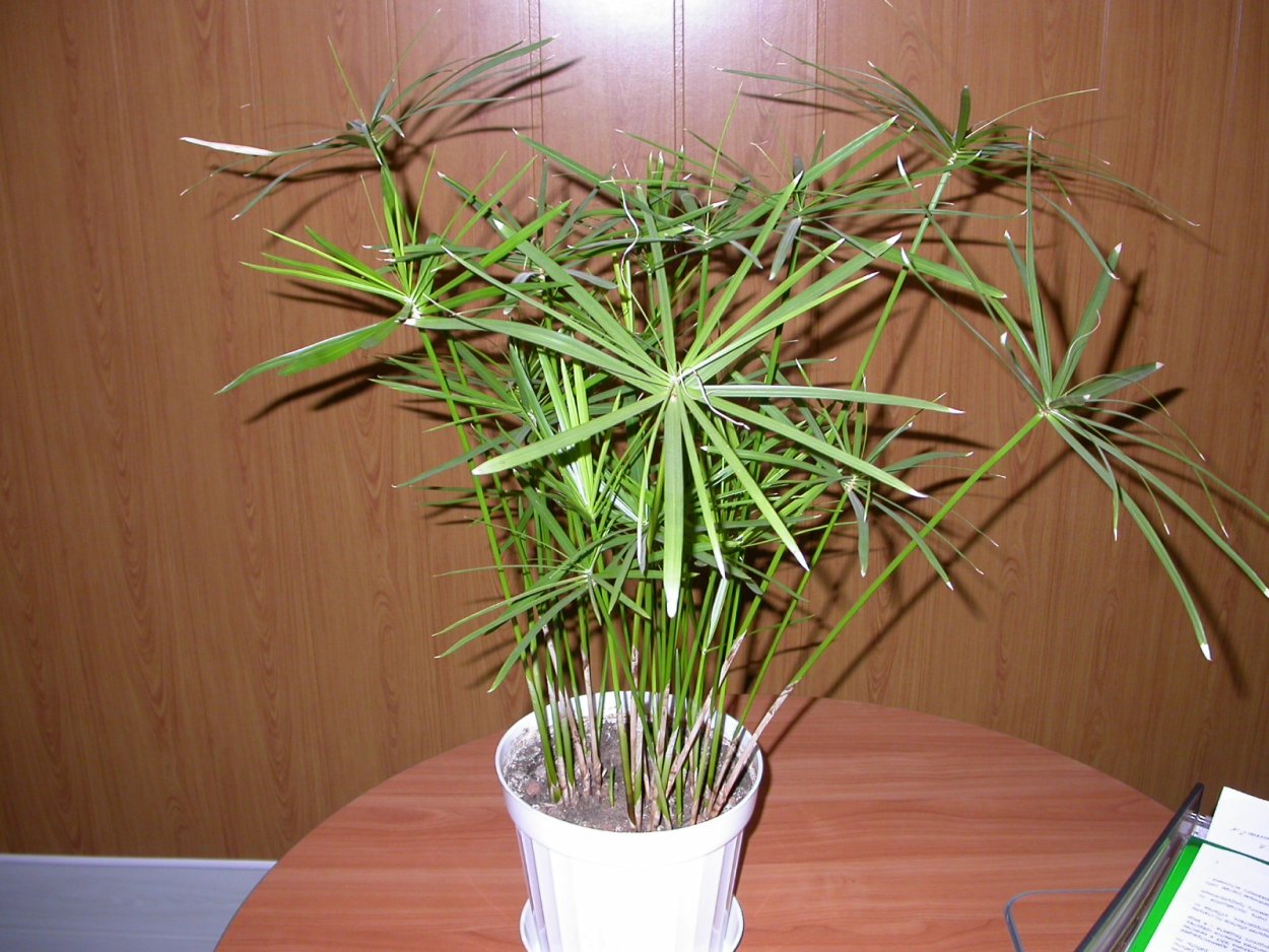 Пальма циперус