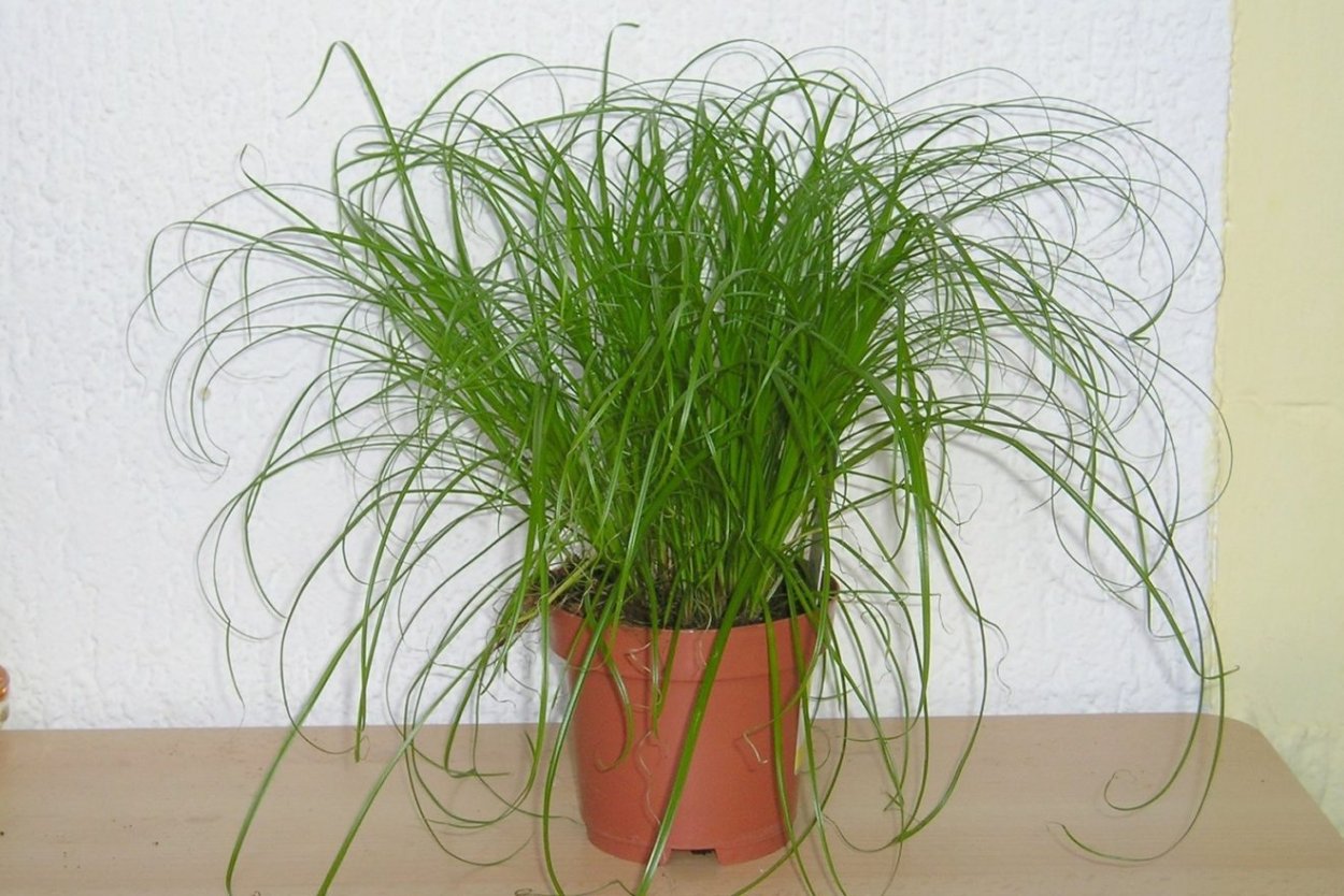 Циперус нанус