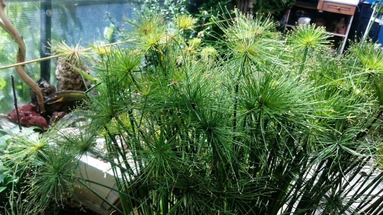 Циперус белополосый