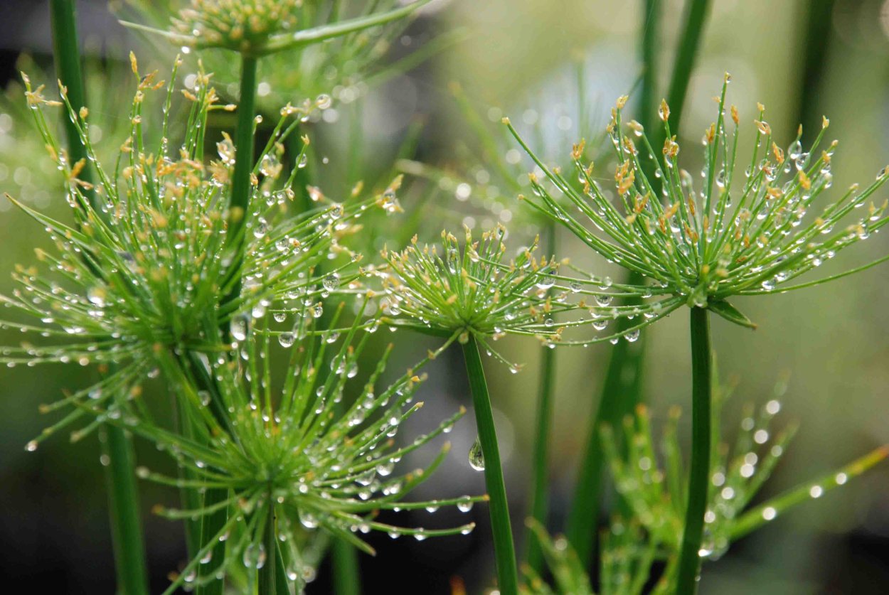 Циперус (Папирус, сыть)