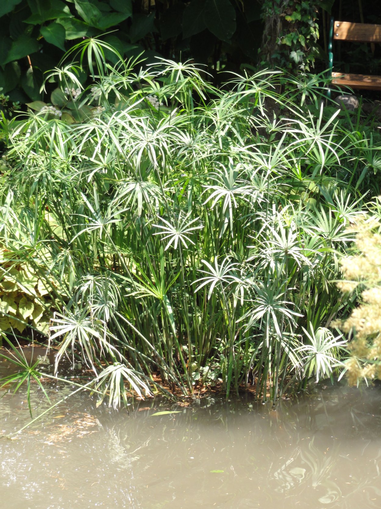 Циперус очереднолистный Cyperus alternifolius