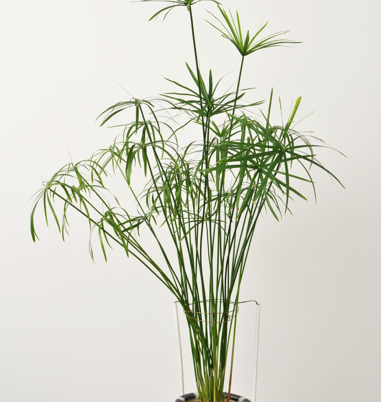 Циперус alternifolius