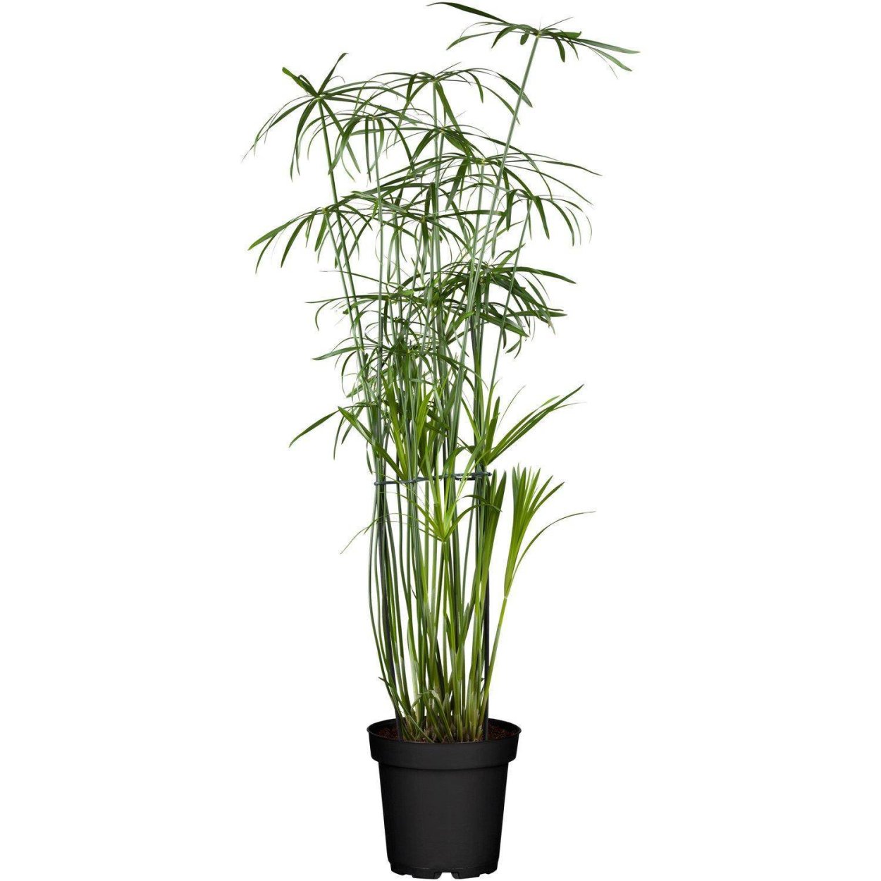 Циперус очереднолистный