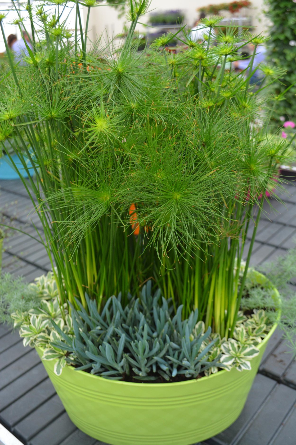 Циперус Cyperus Papyrus Nofretete