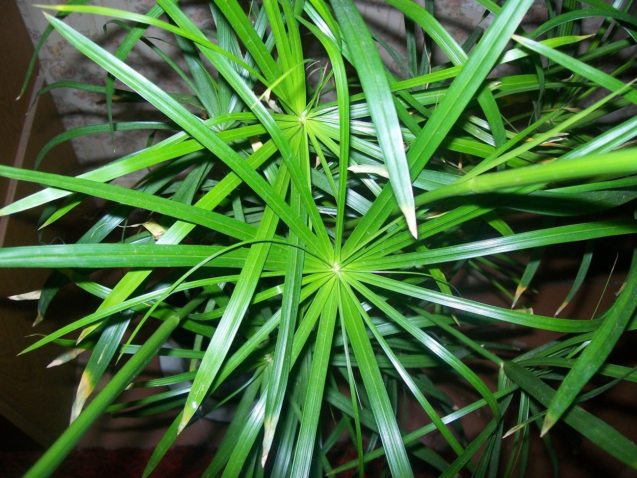 Циперус размножение