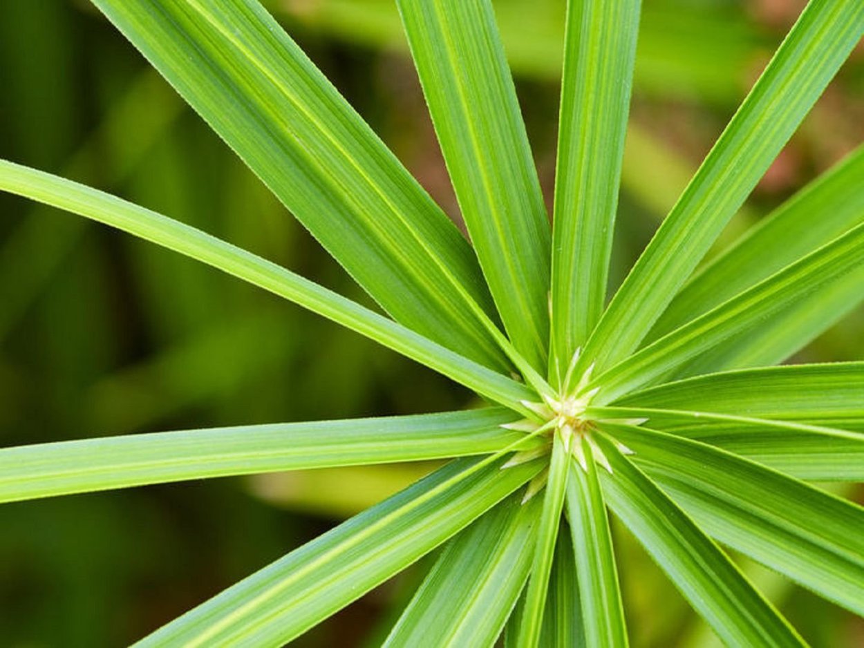 Циперус умбрелла