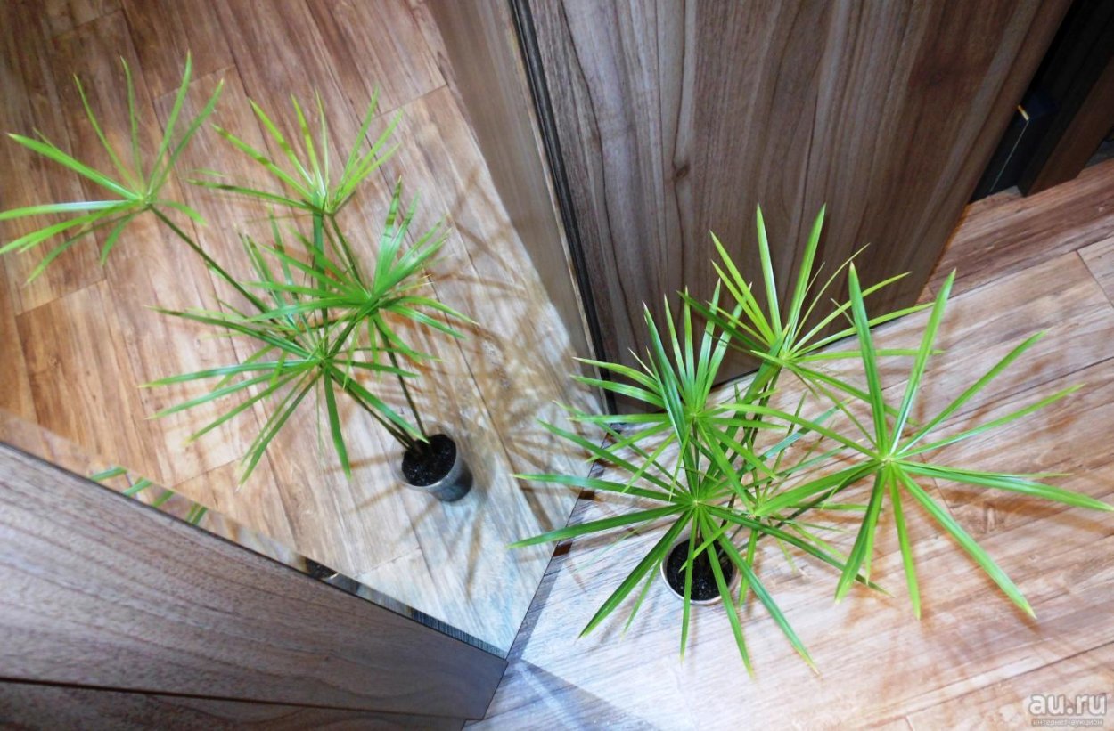 Сыть гаспан