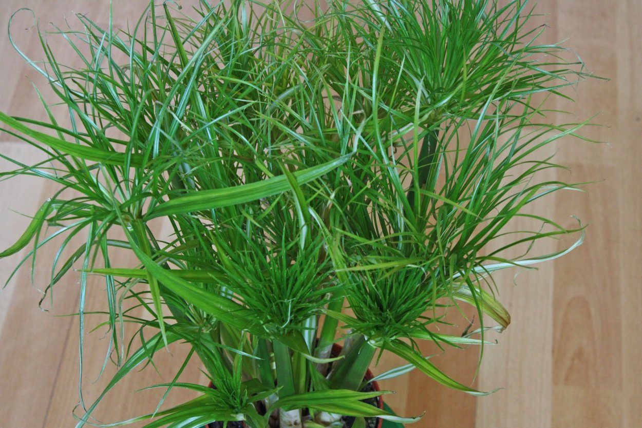 Циперус, Папирус, ситовник