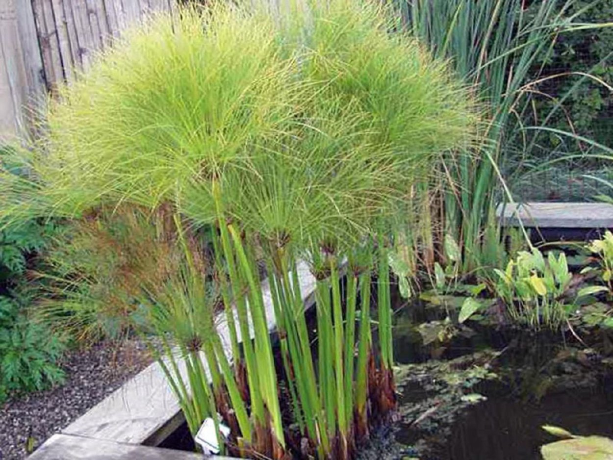 Циперус Cyperus Papyrus Nofretete