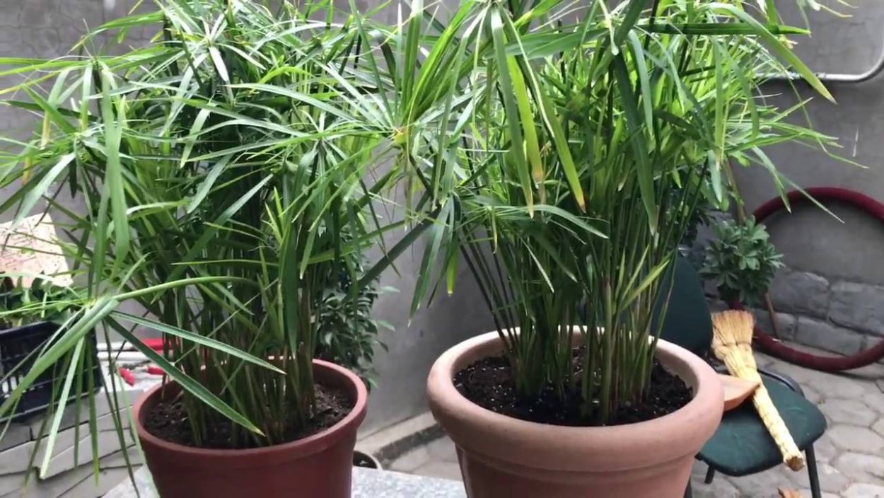 Циперус комнатное растение