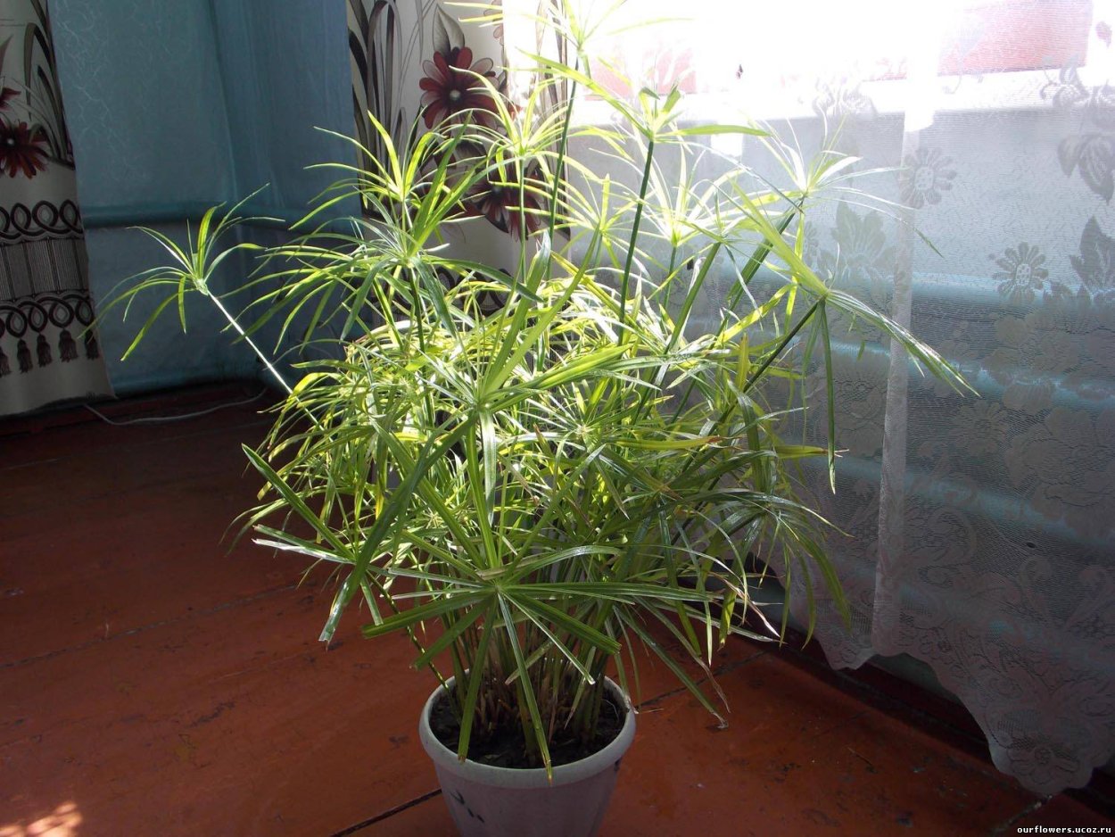 Семена циперуса фараон