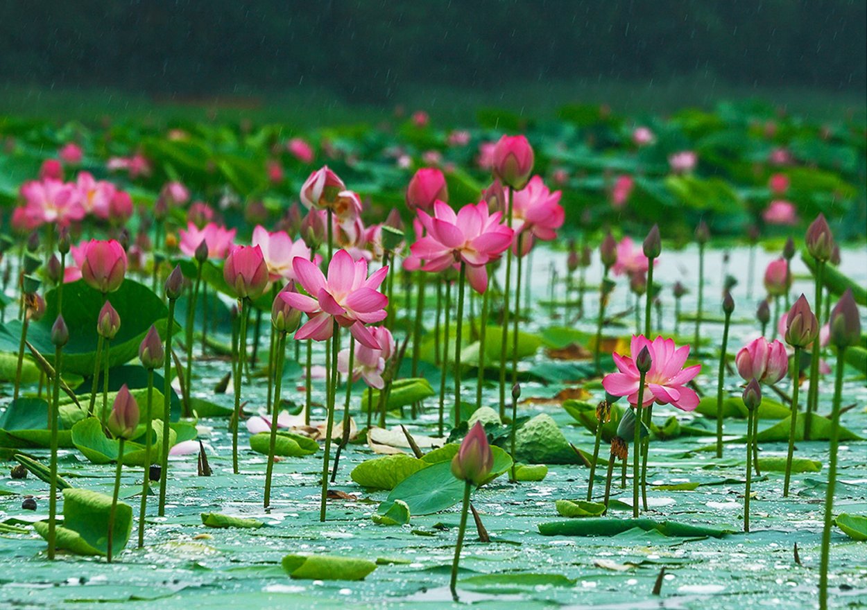 Хинганский заповедник Лотосы
