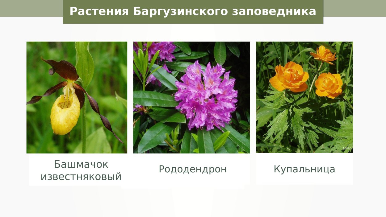 Баргузинский заповедник купальница