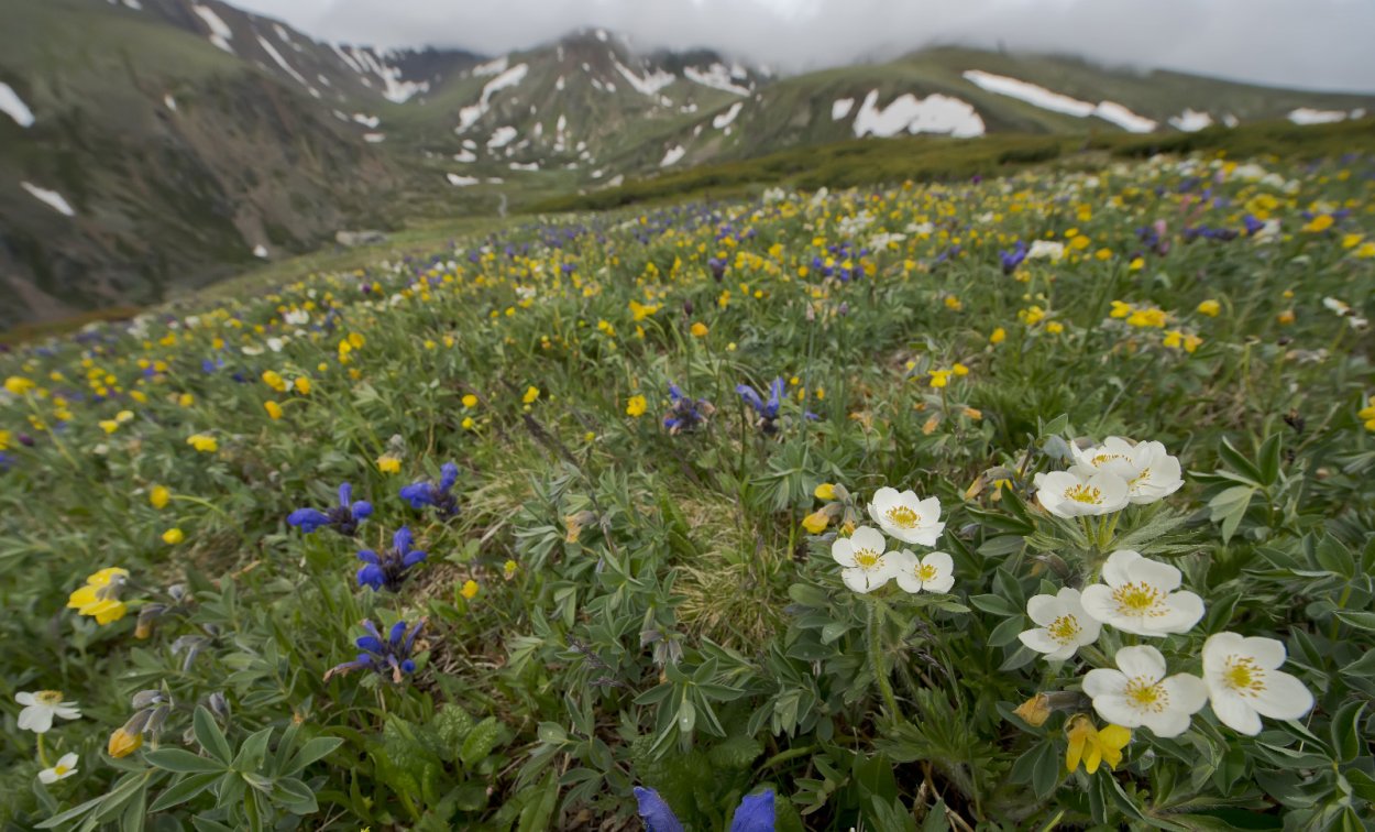 Растительность Байкальского заповедника
