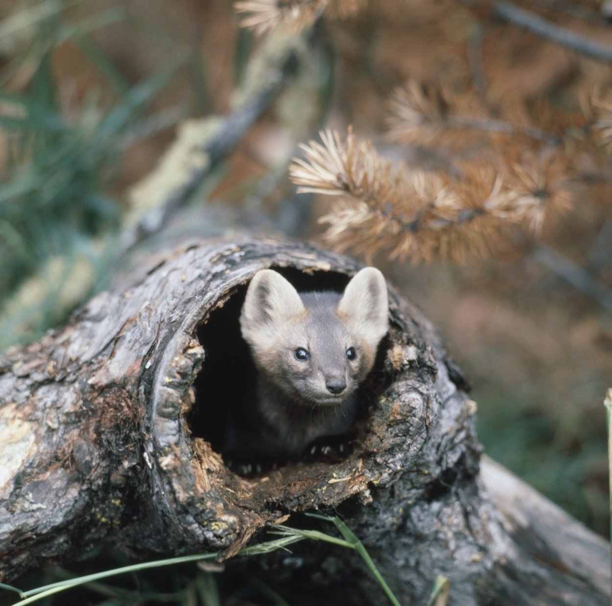 Всероссийский день заповедников и национальных парков символ
