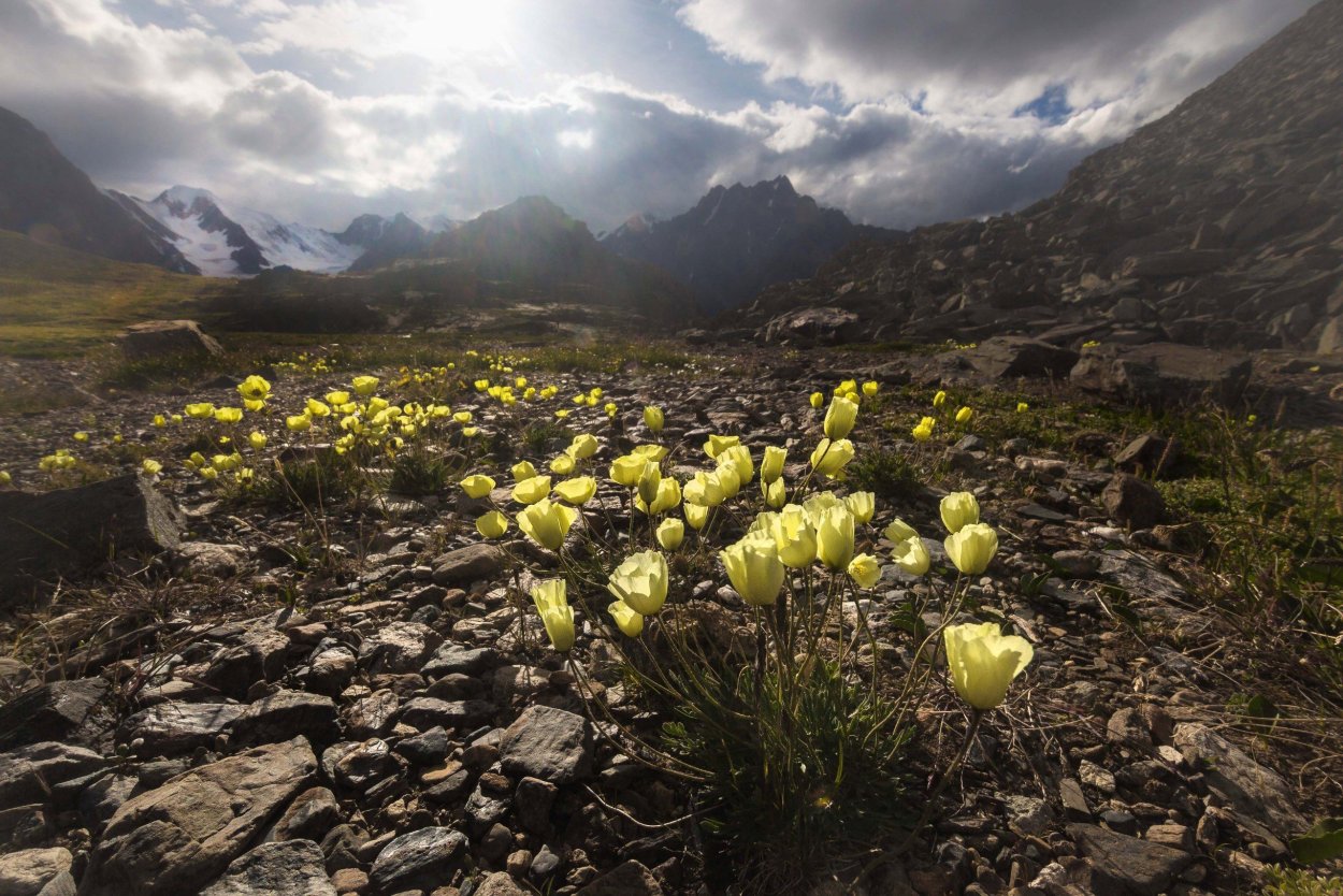 Долина цветов Алтай