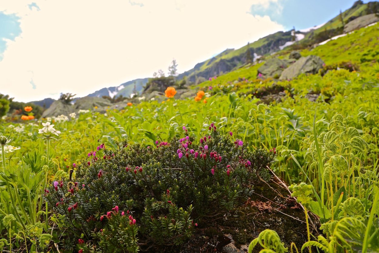 Субальпийские Луга Алтая