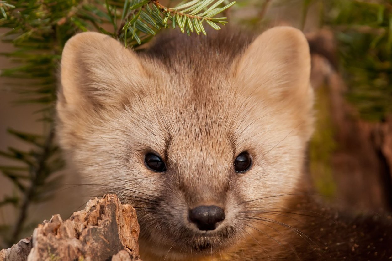 Флора Телецкого озера