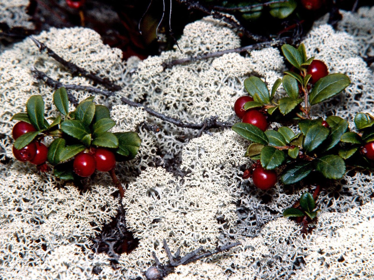 Байкальский заповедник Баргузинский Соболь