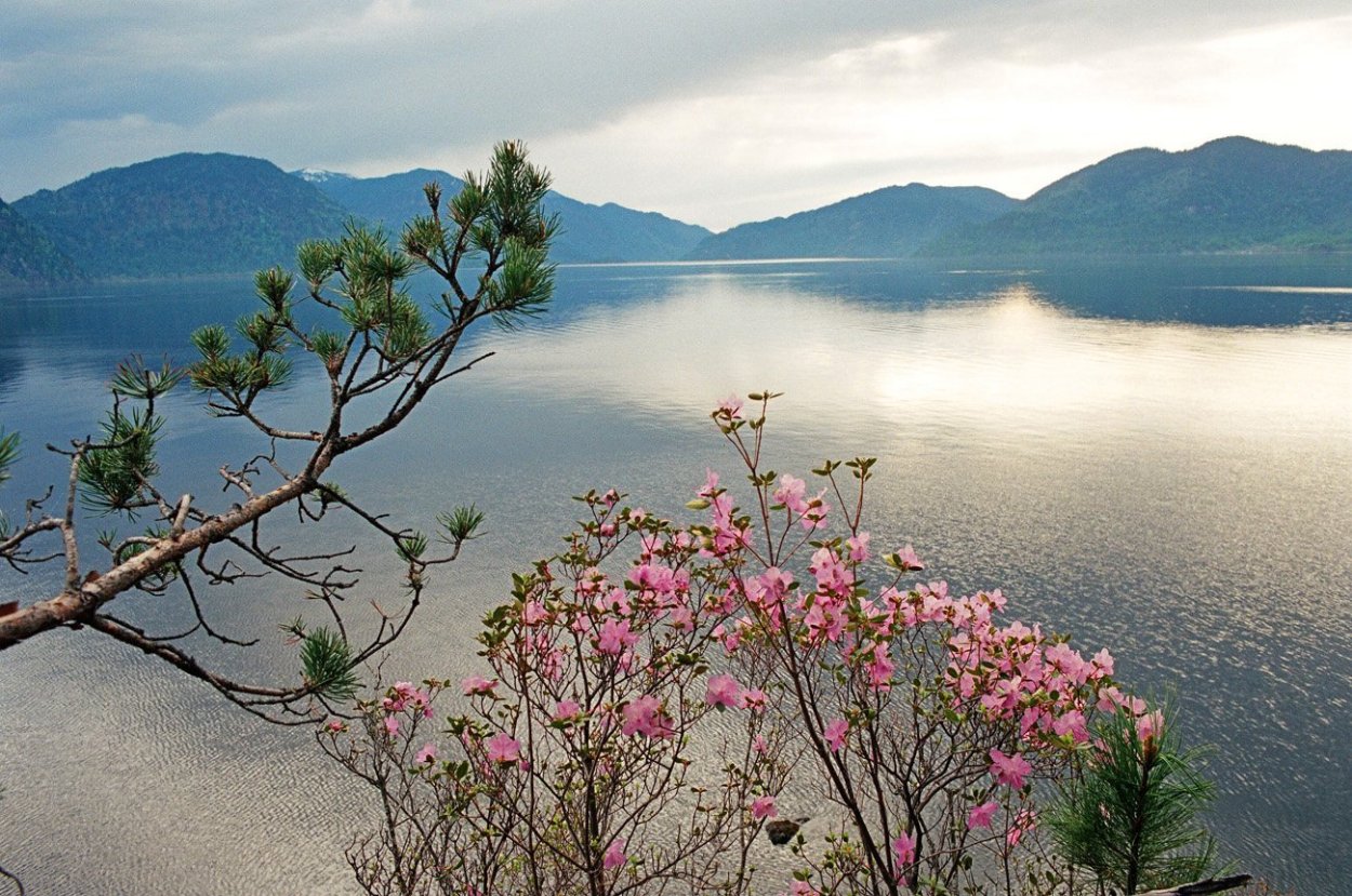 Байкальский Соболь