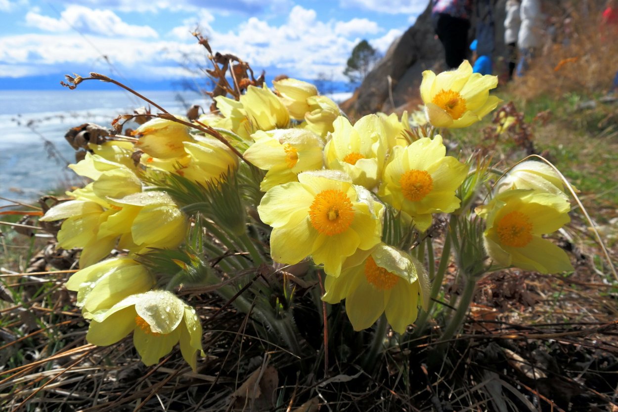 Надбородник безлистный (Epipogium aphyllum)