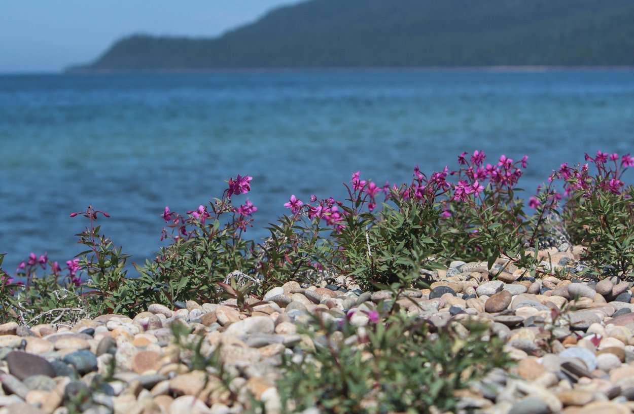 Маральник Алтай Телецкое озеро