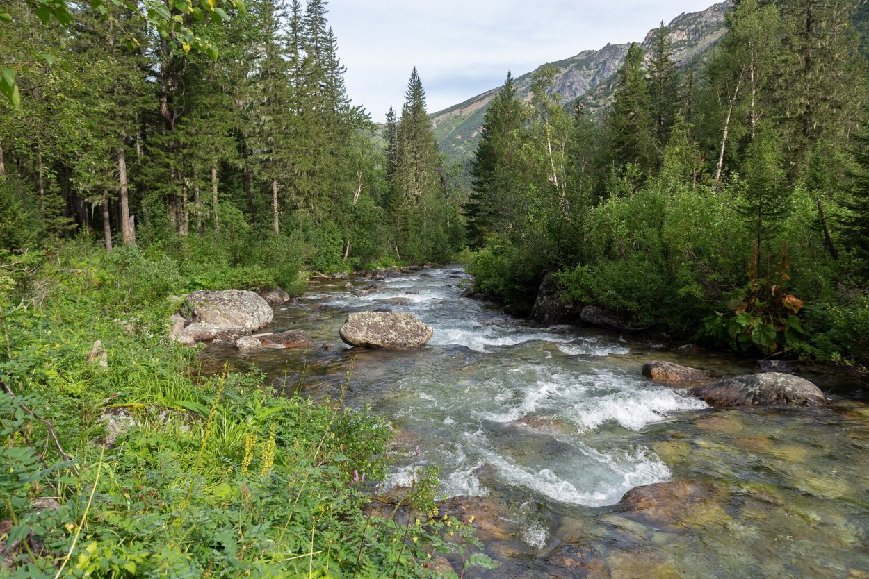 Лотосовые поля в дельте Волги