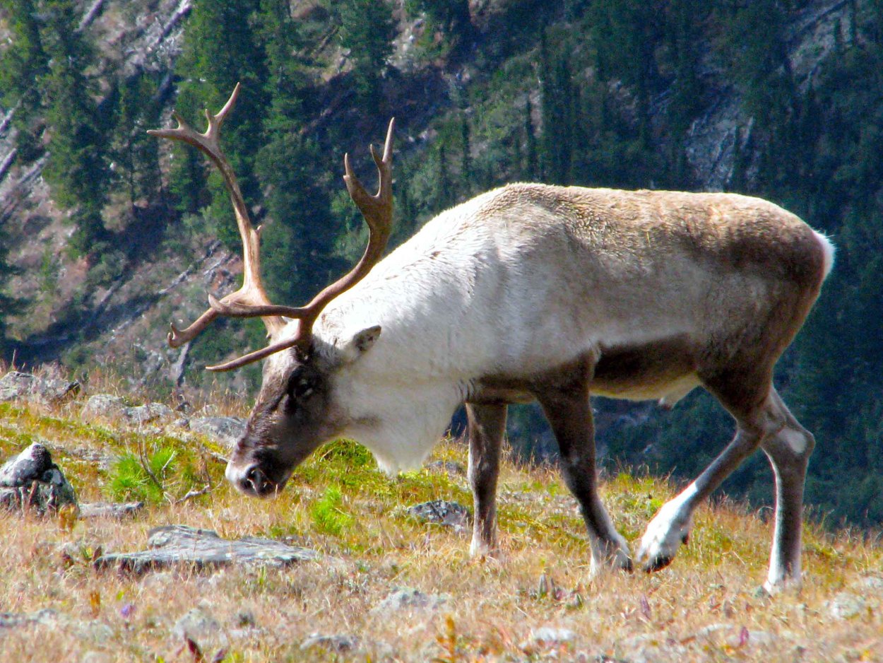 Кузнецкий Алатау Флора