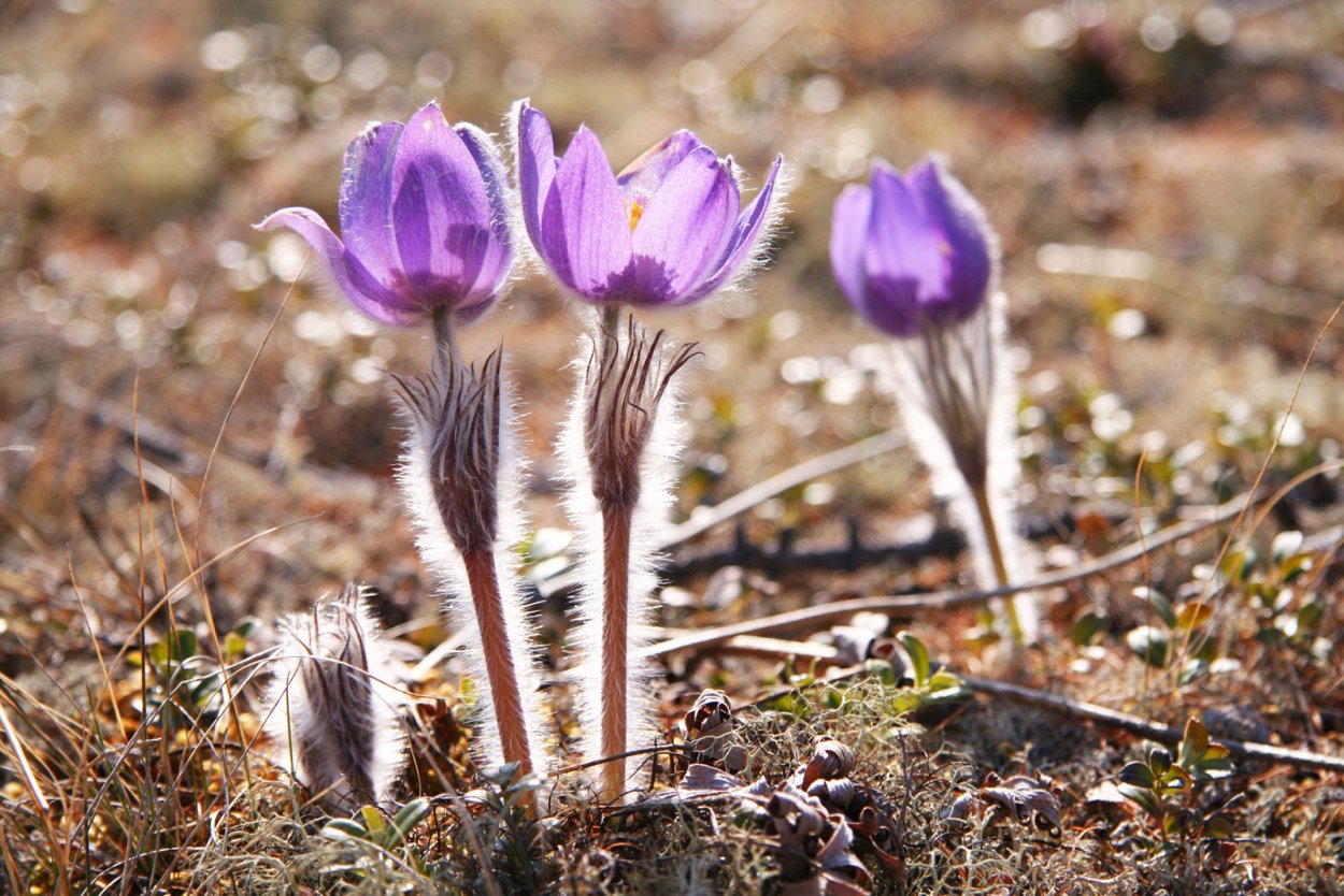 Байкало-Ленский заповедник растения