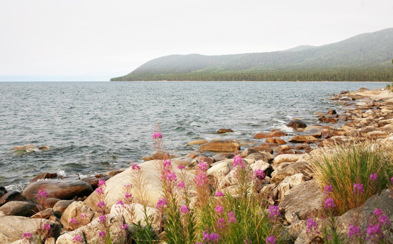 Узамбарская фиалка в природе