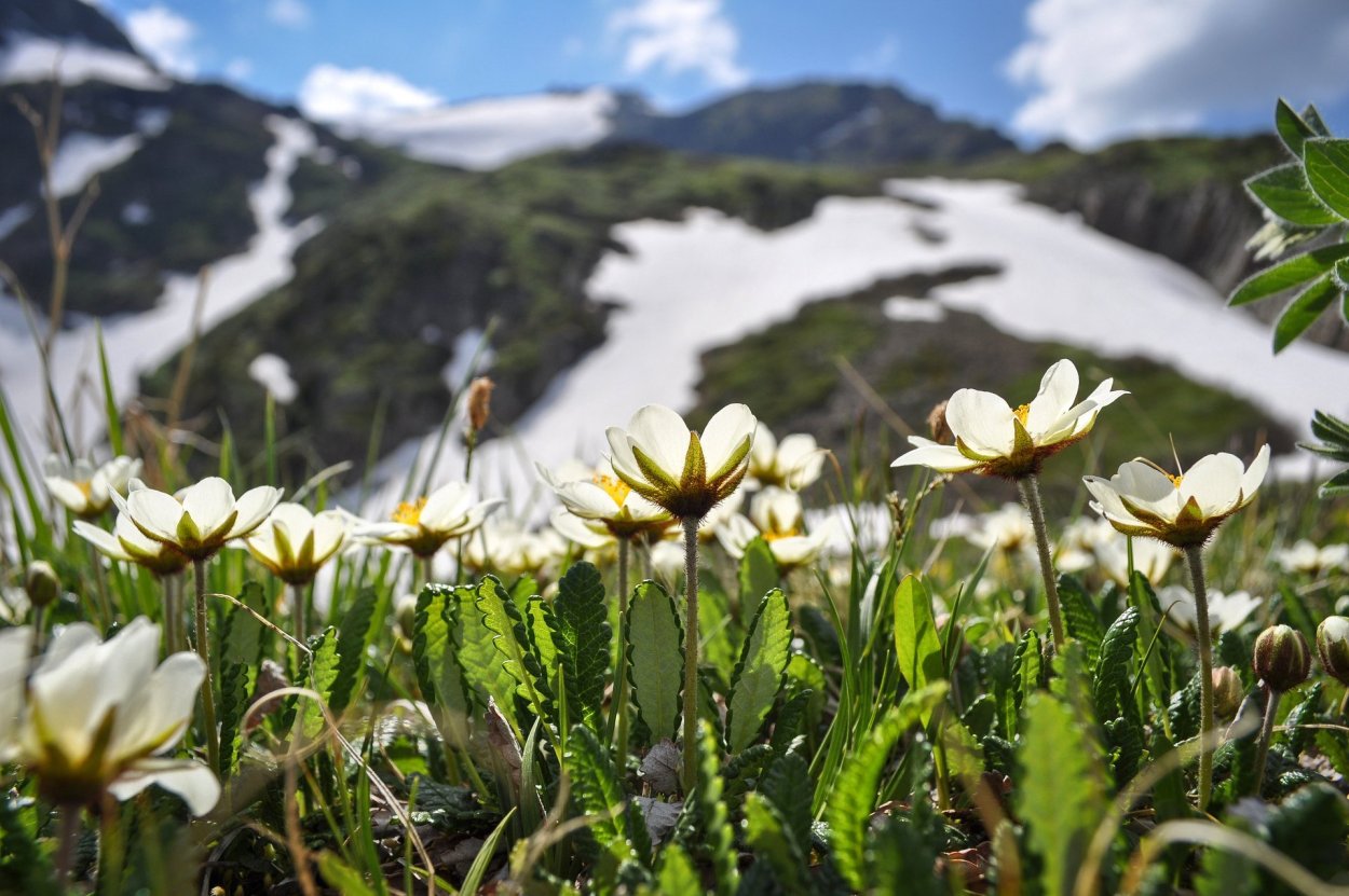 Баргузинский заповедник Альпийские Луга