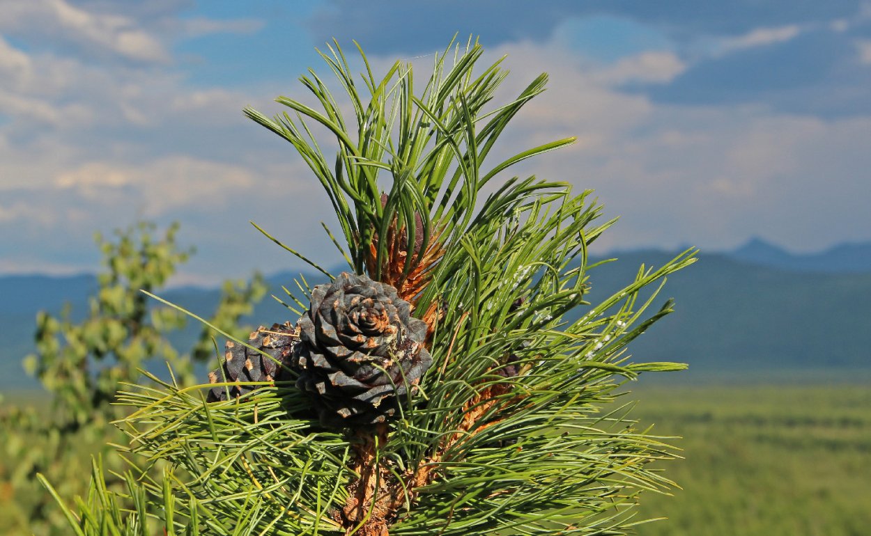 Байкал багульник цветет