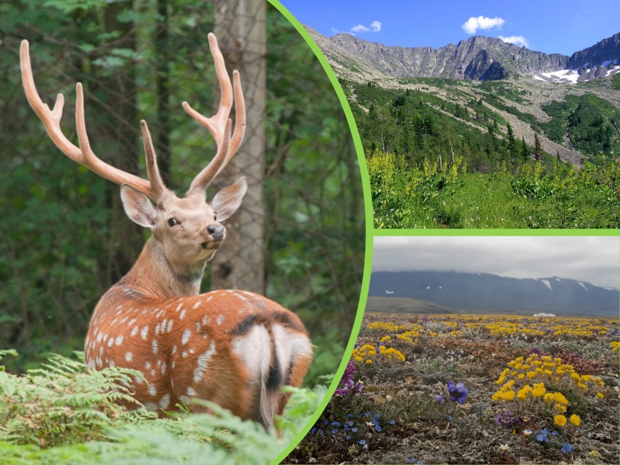 Прибайкальский национальный парк Флора