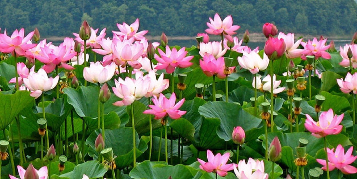 Баргузинский заповедник 1916