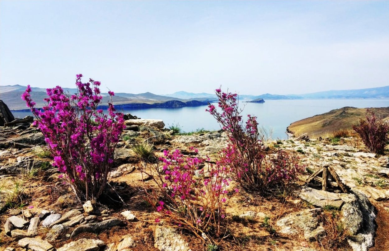 Баргузинский заповедник Северный олень