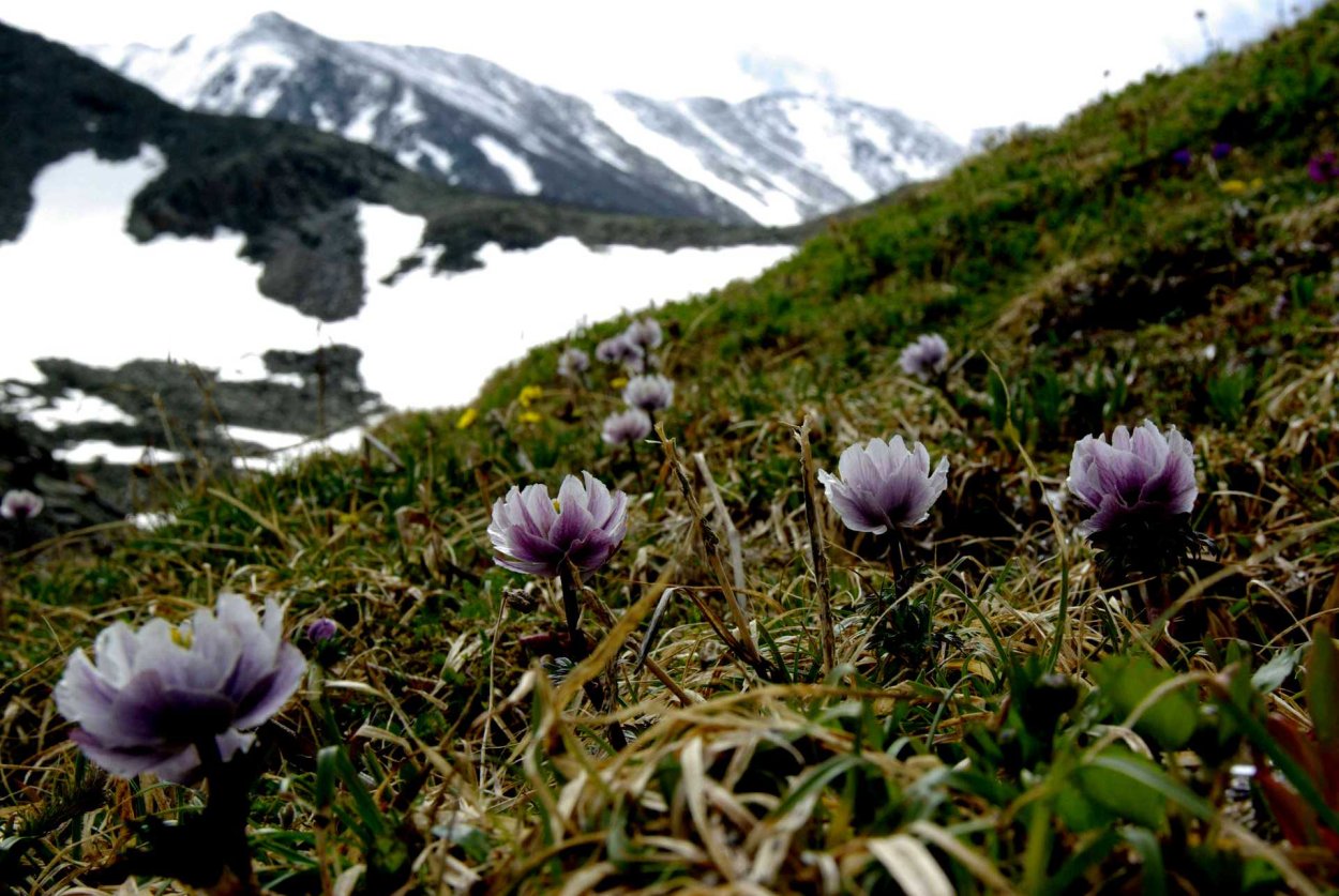 Растения тундры Морошка